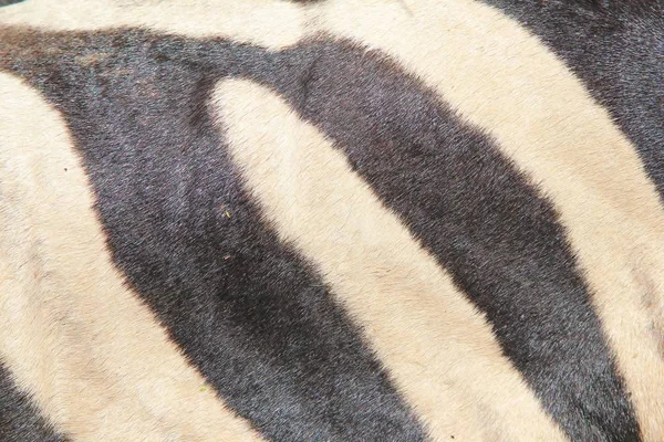 Colpo Cornice Completa Texture Della Pelle Zebra Sfondo — Foto Stock