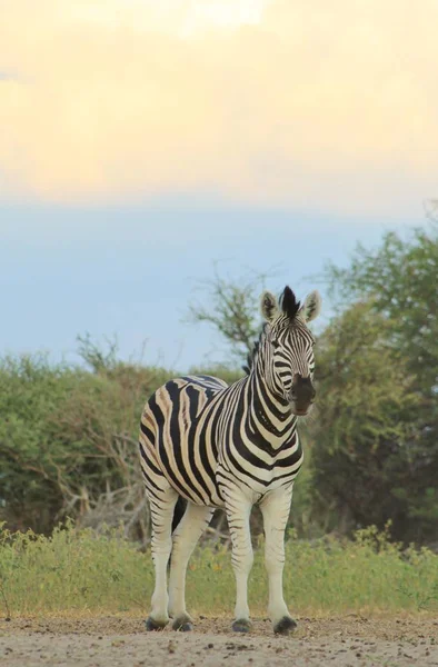 savana güzel vahşi zebra doğal çekim