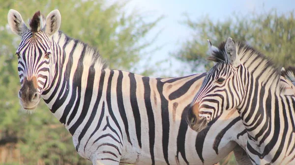 Schilderachtige Foto Van Prachtige Wilde Zebra Savannah — Stockfoto