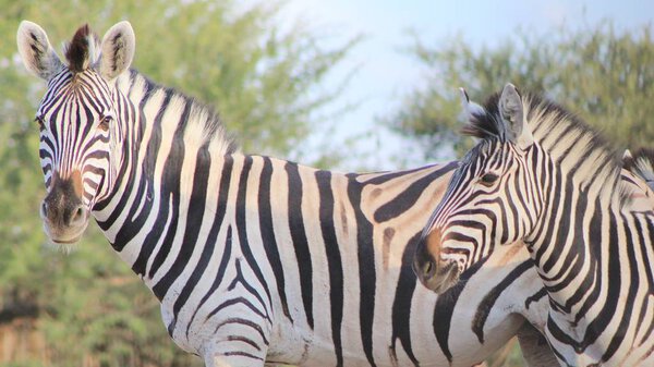 Scenic shot of beautiful wild zebras in savannah