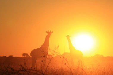 Savanna güzel zürafalar doğal çekim 