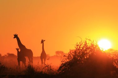 Zürafa Arka Plan - Afrika Yaban Hayatı - Duruşlar ve Renkler Doğada