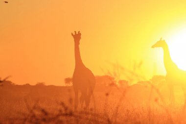 Savanna güzel zürafalar doğal çekim 