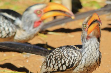 Sarı gagalı Boynuz gagası - Afrika Wild Bird Arka Plan