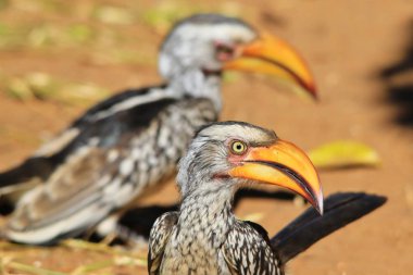 Sarı gagalı Boynuz gagası - Afrika Wild Bird Arka Plan