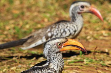 Sarı gagalı Boynuz gagası - Afrika Wild Bird Arka Plan