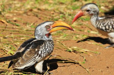 Sarı gagalı Boynuz gagası - Afrika Wild Bird Arka Plan