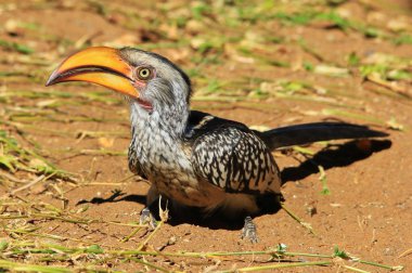 Sarı gagalı Boynuz gagası - Afrika Wild Bird Arka Plan