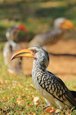 Sarı gagalı Boynuz gagası - Afrika Wild Bird Arka Plan