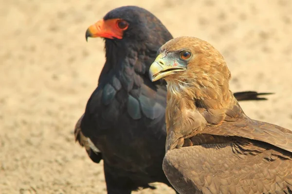 Bateleur Eagle Eaglet Antecedentes Pássaros Selvagens África Família Com Penas — Fotografia de Stock