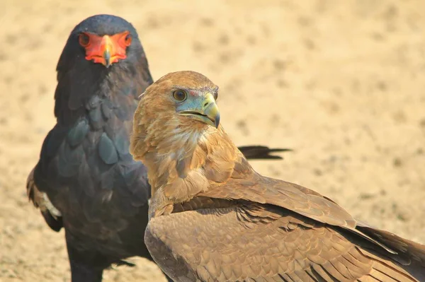 Bateleur Eagle Eaglet Antecedentes Pássaros Selvagens África Família Com Penas — Fotografia de Stock