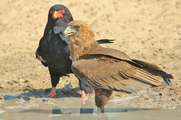 Bateleur Eagle Eaglet Antecedentes Pássaros Selvagens África Família Com Penas — Fotografia de Stock