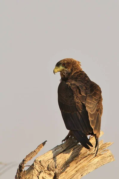Joven Bateleur Águila Fondo Africano Vida Silvestre —  Fotos de Stock