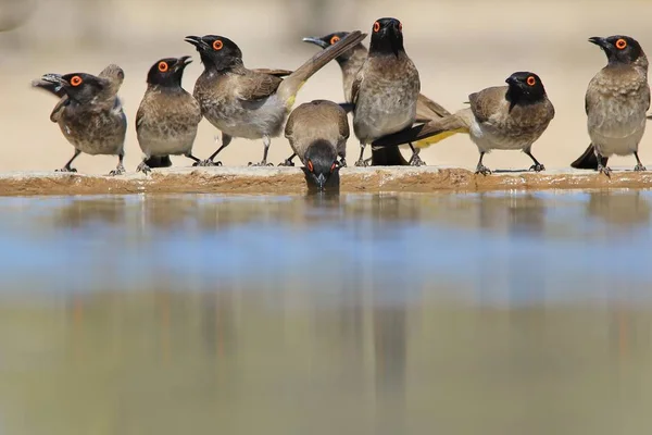 Bulbul Dagli Occhi Rossi Tessitore Mascherato Meridionale Sfondo Uccelli Selvatici — Foto Stock