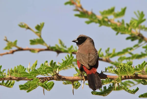 Pájaro Salvaje África Carey Negro —  Fotos de Stock