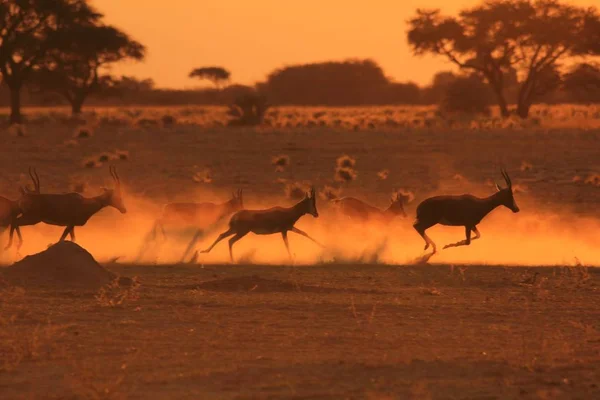 Antelopy Springbok Biegną Podczas Zachodu Słońca Afrykańskie Tło Dzikiej Przyrody — Zdjęcie stockowe