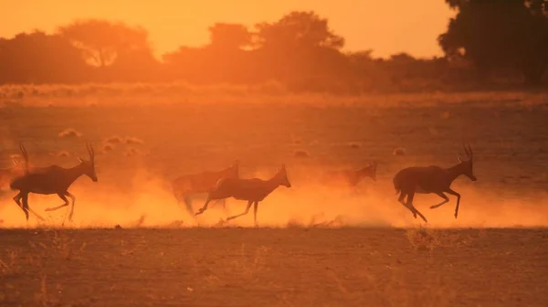 Antelopy Springbok Biegną Podczas Zachodu Słońca Afrykańskie Tło Dzikiej Przyrody — Zdjęcie stockowe