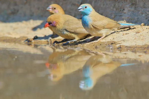 Blue Waxbills Vilda Fåglar Från Afrika — Stockfoto