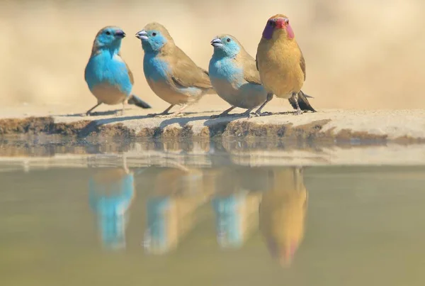 Blauwe Waxbill Afrikaanse Wilde Vogel Achtergrond Schoonheid Kleine Pakketten — Stockfoto