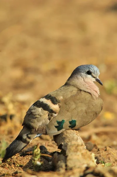 Zümrüt Benekli Güvercin Vahşi Kuş Arka Plan — Stok fotoğraf