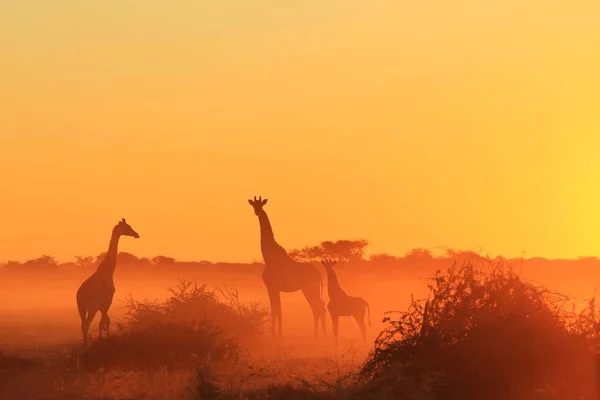 Giraffe Background African Wildlife Postures Colors Nature — Stock Photo, Image
