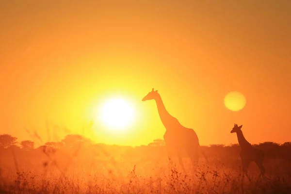 Giraffe Achtergrond Afrikaanse Wildlife Houdingen Kleuren Natuur — Stockfoto