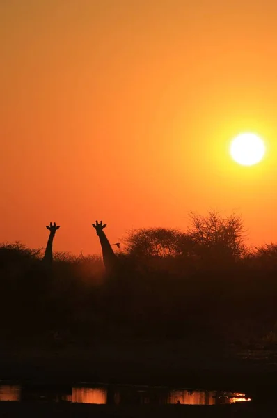 Żyrafy Piękna Afrykańska Dzika Przyroda — Zdjęcie stockowe