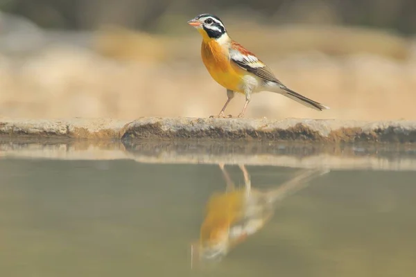 Golden Bunting Afrikansk Vild Fågel — Stockfoto