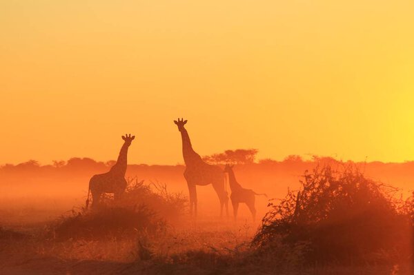 Giraffe Background - African Wildlife - Postures and Colors in Nature