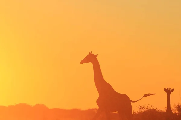 Girafe Contexte Faune Africaine Postures Couleurs Dans Nature — Photo