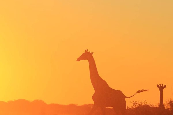 Giraffe Background - African Wildlife - Postures and Colors in Nature