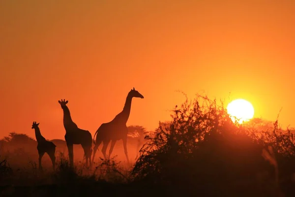Girafe Contexte Faune Africaine Postures Couleurs Dans Nature — Photo