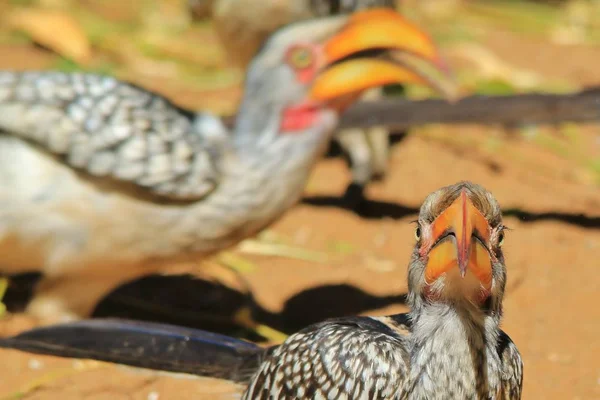 Gele Factuur Hoorn Bill Afrikaanse Wilde Vogel Achtergrond — Stockfoto