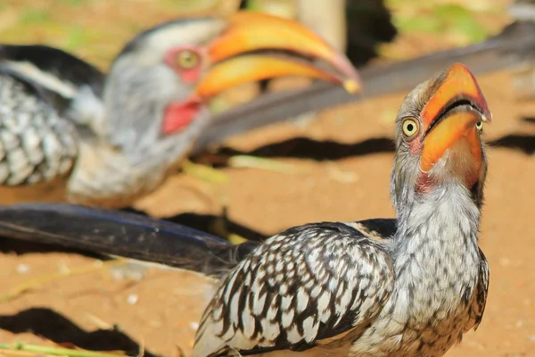 Gele Factuur Hoorn Bill Afrikaanse Wilde Vogel Achtergrond — Stockfoto