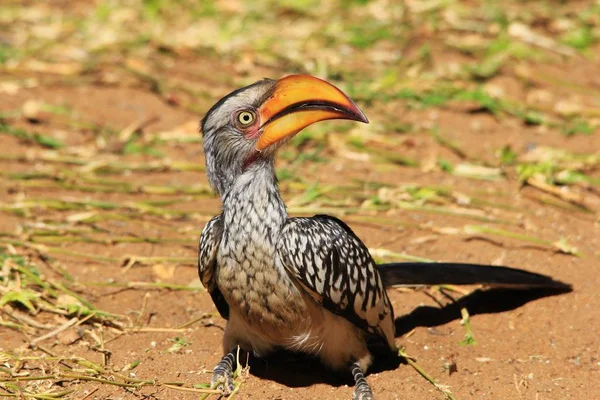 Gele Factuur Hoorn Bill Afrikaanse Wilde Vogel Achtergrond — Stockfoto