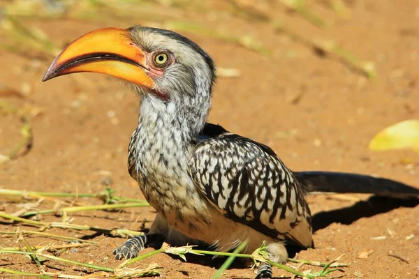 Gele Factuur Hoorn Bill Afrikaanse Wilde Vogel Achtergrond — Stockfoto