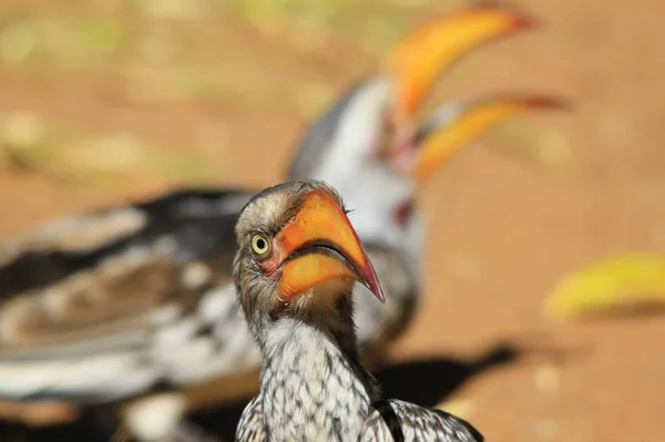 Projeto Lei Chifre Faturado Amarelo Fundo Pássaro Selvagem Africano — Fotografia de Stock