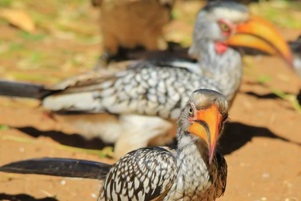 Sarı gagalı Boynuz gagası - Afrika Wild Bird Arka Plan