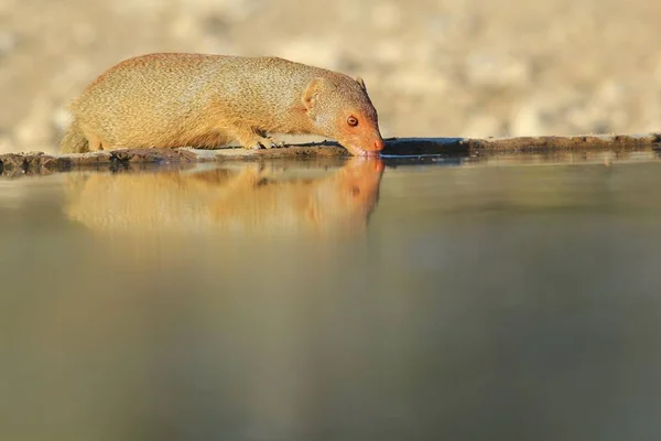 Schlanker Mungo Afrikanische Tierwelt — Stockfoto