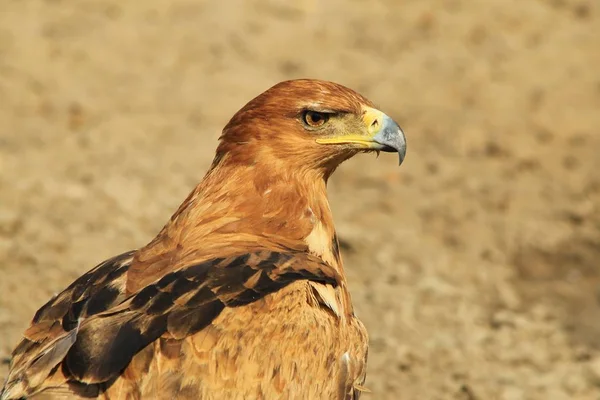 Bateleur Eagle Wilde Vogel Uit Afrika — Stockfoto