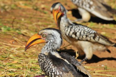 Sarı gagalı Boynuz gagası - Afrika Wild Bird Arka Plan
