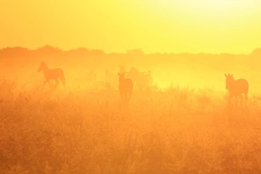 Gün batımında zebralar. Afrika Vahşi Yaşam Arkaplanı. Altın Gün Batımı Siluetleri