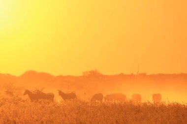 Gün batımında zebralar. Afrika Vahşi Yaşam Arkaplanı. Altın Gün Batımı Siluetleri