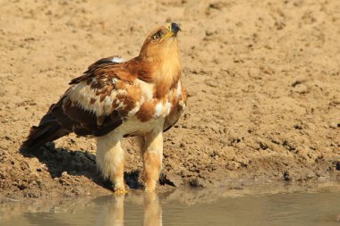 Bateleur Eagle - Afrika'dan Vahşi Kuş