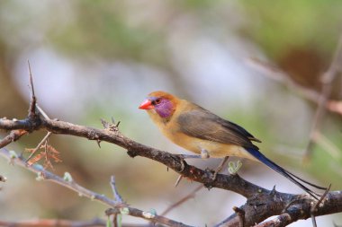 Menekşe kulaklı Waxbill. Vahşi Kuş Arka Plan. Renkli Doğa 