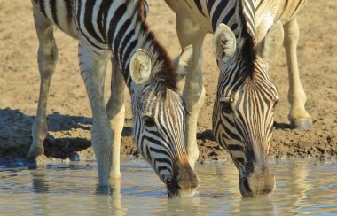 Zebralar. Afrika Vahşi Yaşam Arkaplanı. Doğadaki Yansımalar ve Renkler