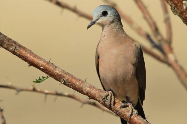 Zümrüt Benekli Güvercin. Vahşi Kuş Arka Plan