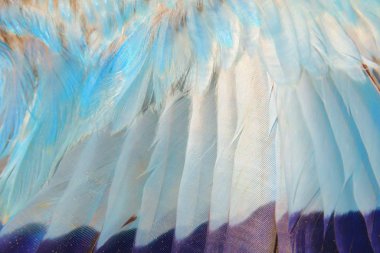 Parlak kuş tüyleri arka plan