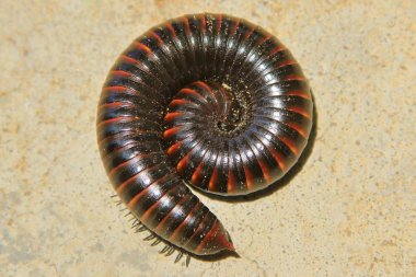 Afrika'dan bin ayak böcek Arka Plan