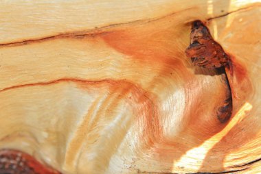 Ahşap Kavis ve Renk. Doğal altyapı. Soyut Güzellikteki desenler ve dokular 